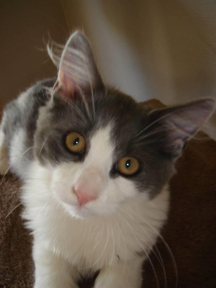 Blanding af racer Lucka billede 1