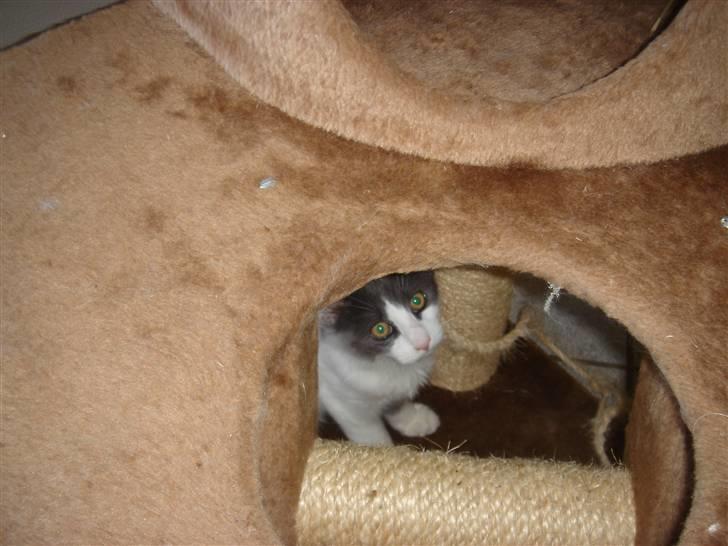 Blanding af racer Lucka billede 2