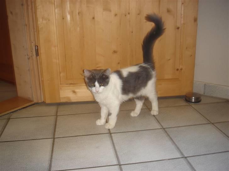 Blanding af racer Lucka billede 3