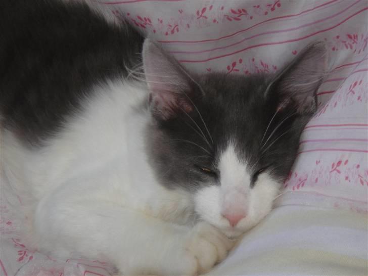 Blanding af racer Lucka billede 4