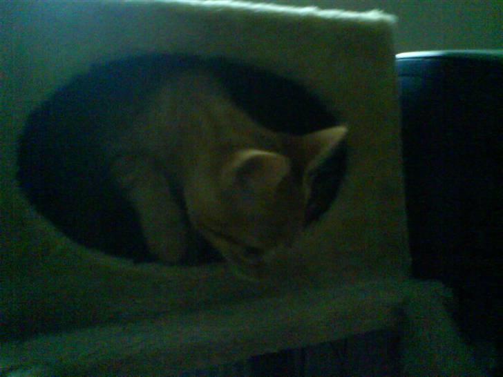 Huskat felix - jeg har lige sovet det var dejligt:-) billede 2