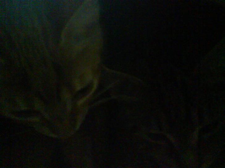 Huskat felix - mig og sylvester billede 3