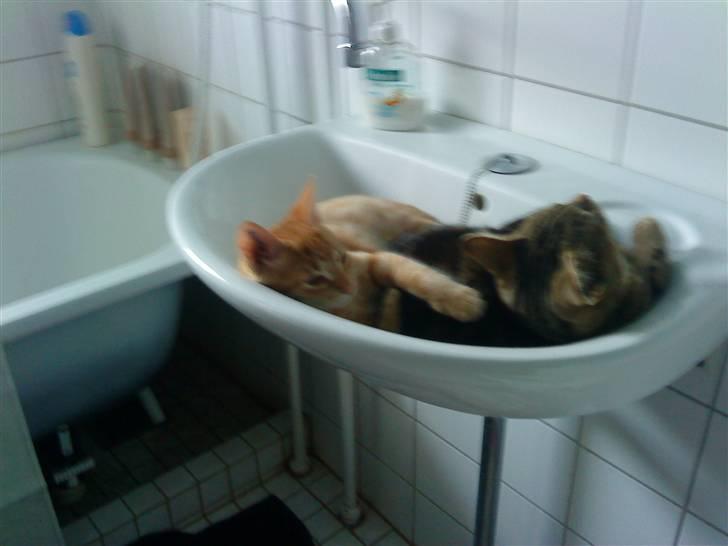 Huskat felix - vi lå lige og sov billede 4