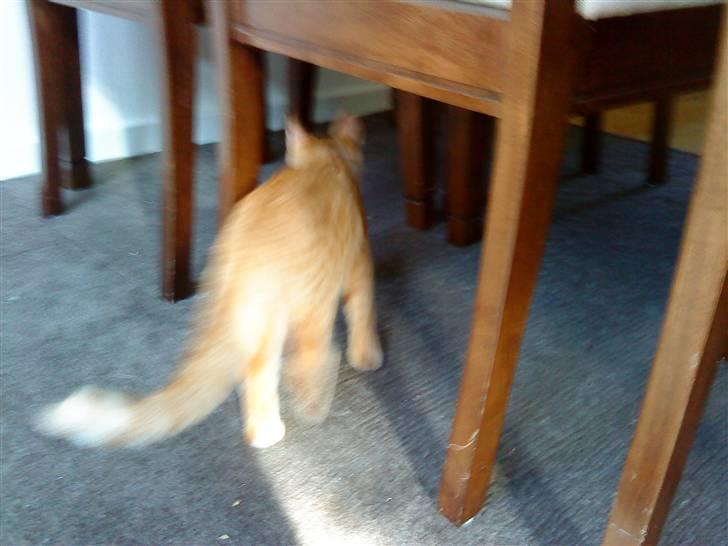 Huskat felix - jeg leder efter noget jeg kan lege med billede 6