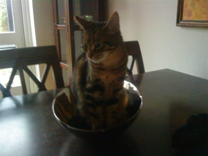 Huskat sylvester gives væk billede 9