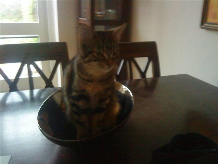 Huskat sylvester gives væk billede 10