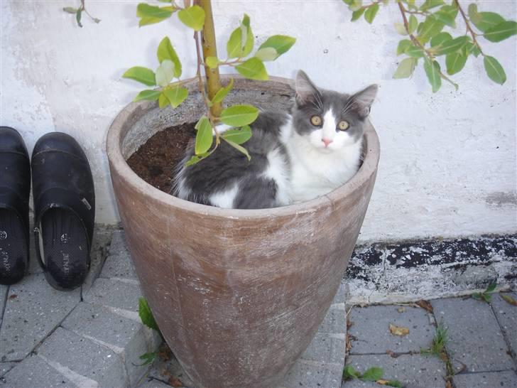 Blanding af racer Lucka billede 5