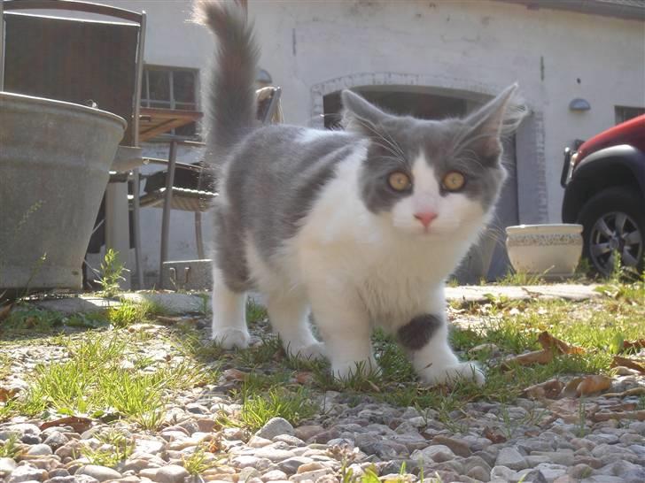 Blanding af racer Lucka billede 6