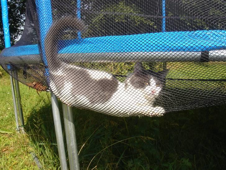 Blanding af racer Lucka billede 7