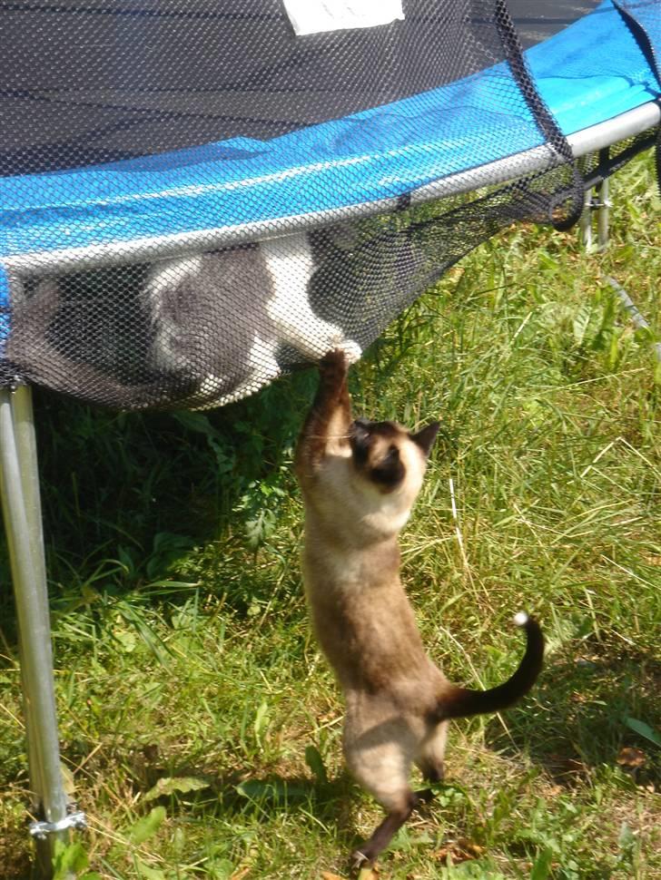 Blanding af racer Lucka billede 8