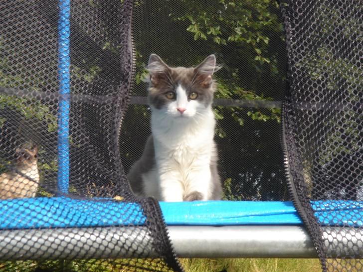 Blanding af racer Lucka billede 9