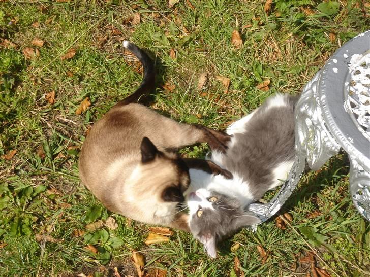 Blanding af racer Lucka billede 10