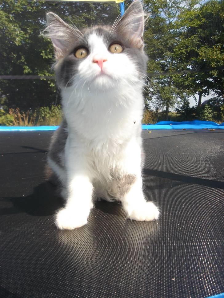 Blanding af racer Lucka billede 11