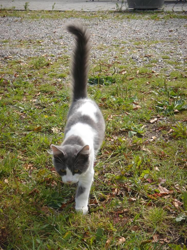 Blanding af racer Lucka billede 12