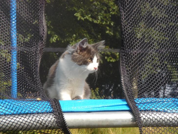 Blanding af racer Lucka billede 13