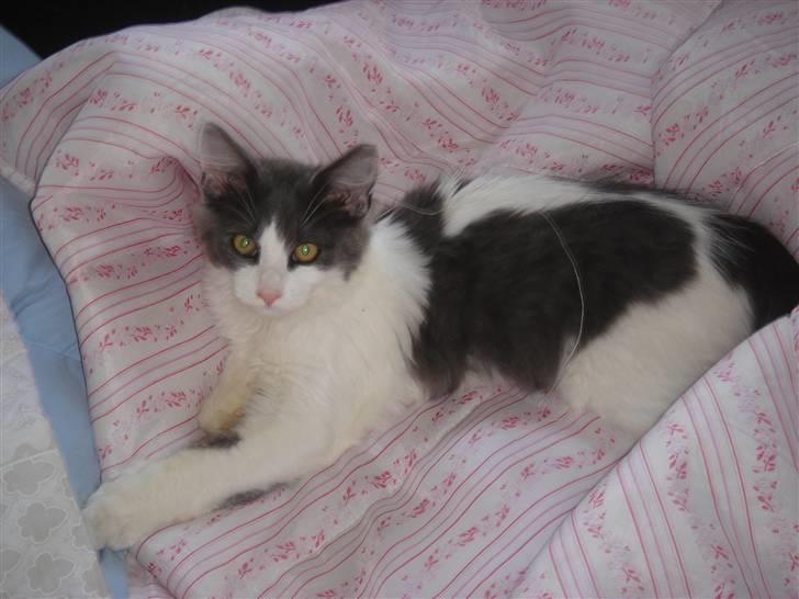 Blanding af racer Lucka billede 14