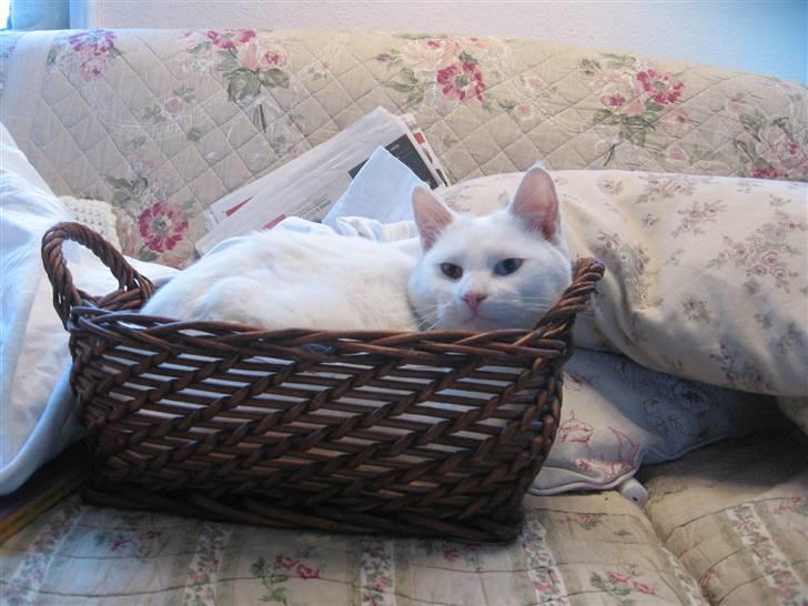 Blanding af racer Nisse :] billede 10