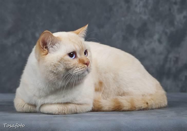 British Shorthair Puff the Magic Dragon - Luffen er blevet 7 måneder billede 1
