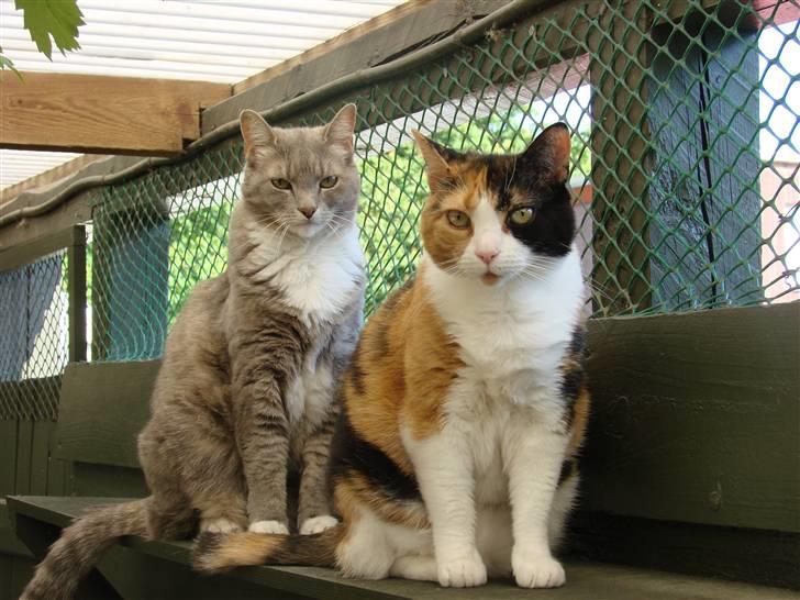 Huskat Josse billede 2