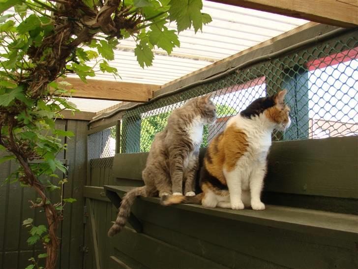 Huskat Josse billede 3