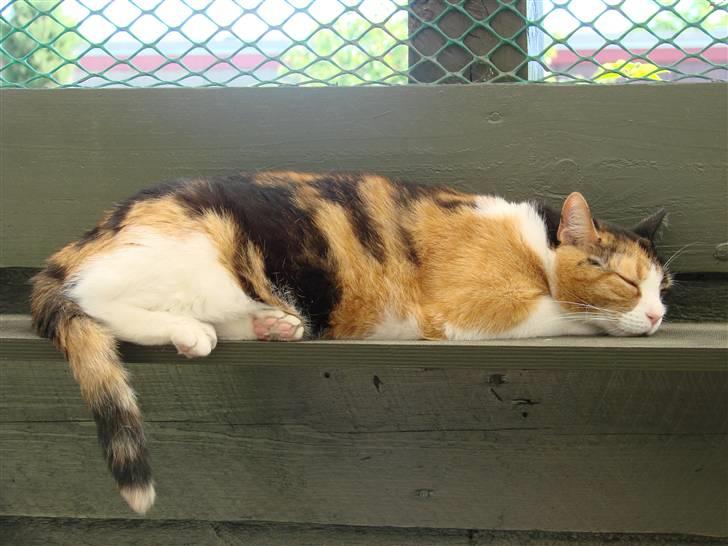 Huskat Josse billede 4