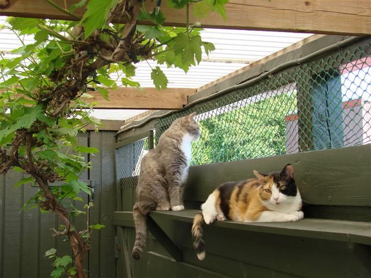 Huskat Josse billede 5