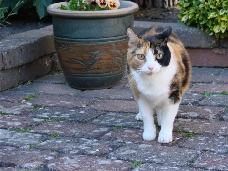 Huskat Josse billede 6