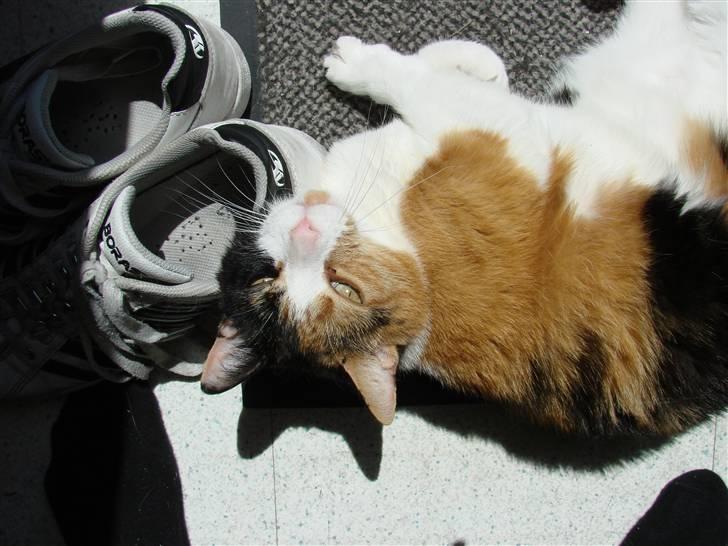 Huskat Josse billede 7