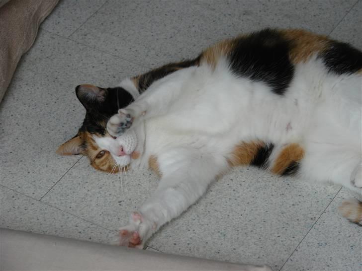 Huskat Josse billede 8