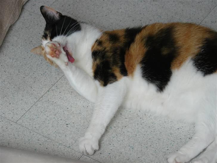 Huskat Josse billede 9