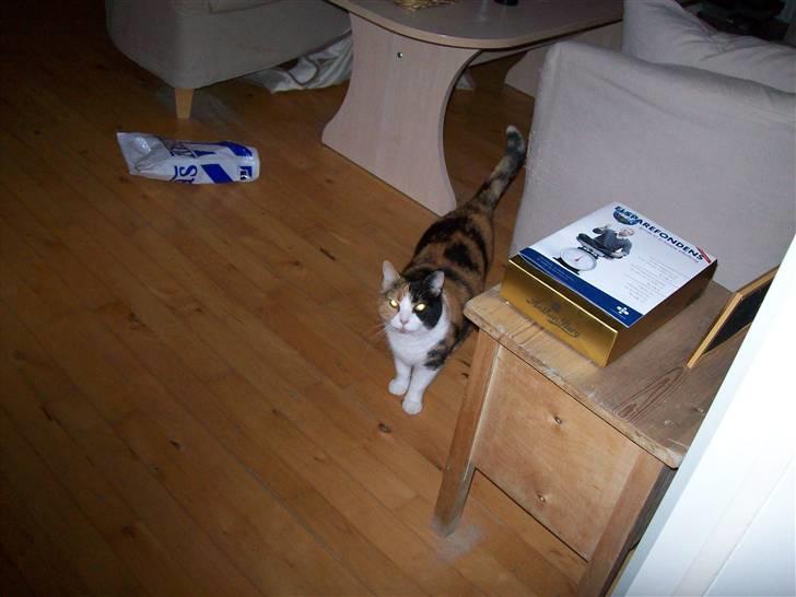 Huskat Josse billede 10