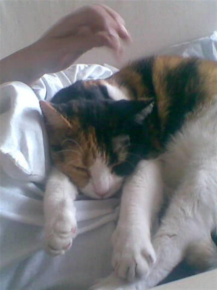 Huskat Josse billede 11