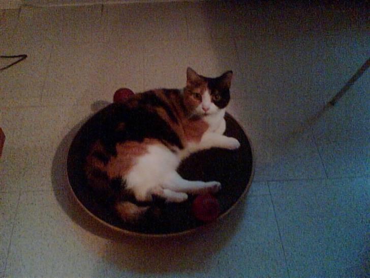 Huskat Josse billede 12