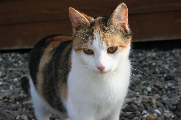 Blanding af racer Mischa - kaldes Mitte billede 1