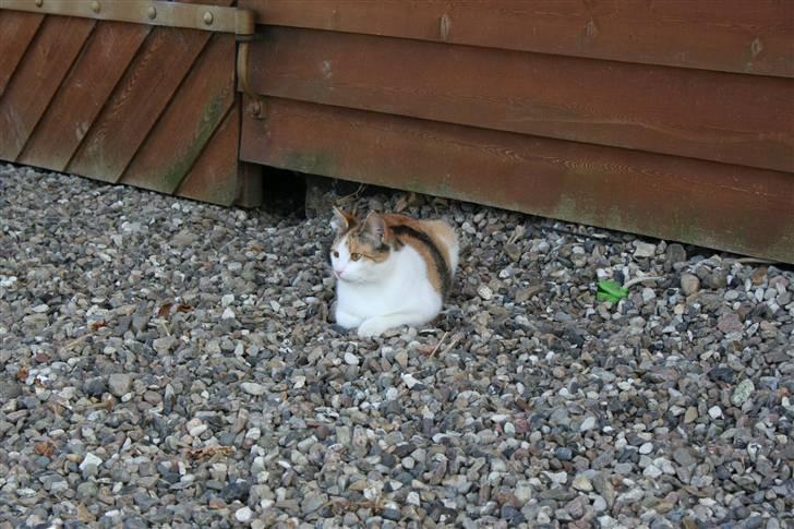 Blanding af racer Mischa - kaldes Mitte billede 2