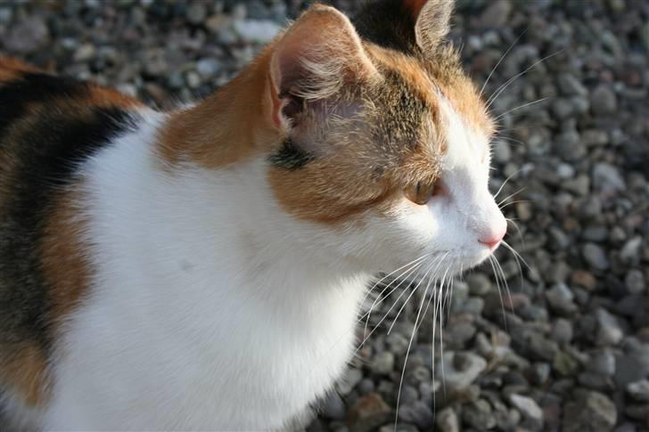 Blanding af racer Mischa - kaldes Mitte billede 3