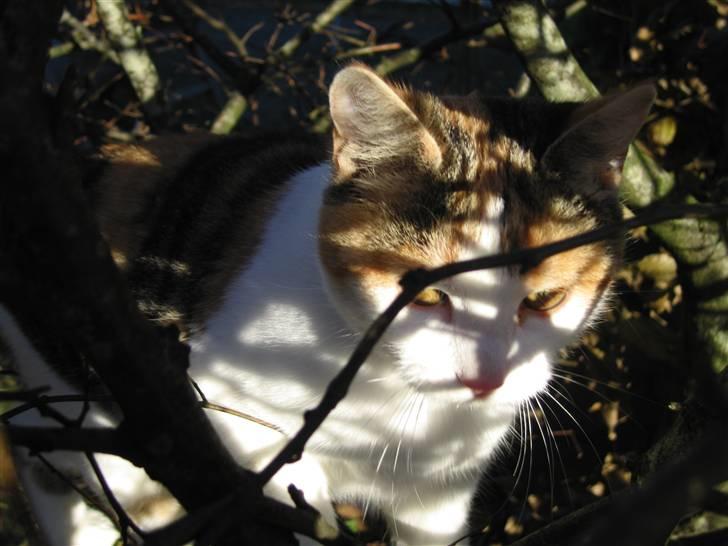 Blanding af racer Mischa - kaldes Mitte billede 4