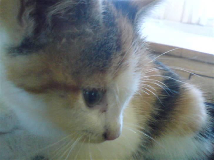 Blanding af racer Mischa - kaldes Mitte billede 5