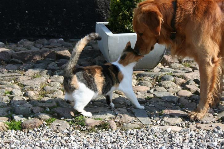 Blanding af racer Mischa - kaldes Mitte billede 6