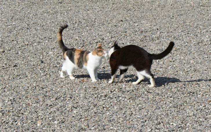 Blanding af racer Mischa - kaldes Mitte billede 7