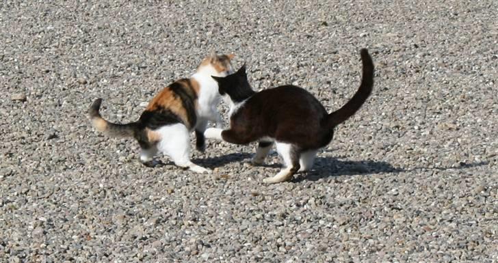 Blanding af racer Mischa - kaldes Mitte billede 8