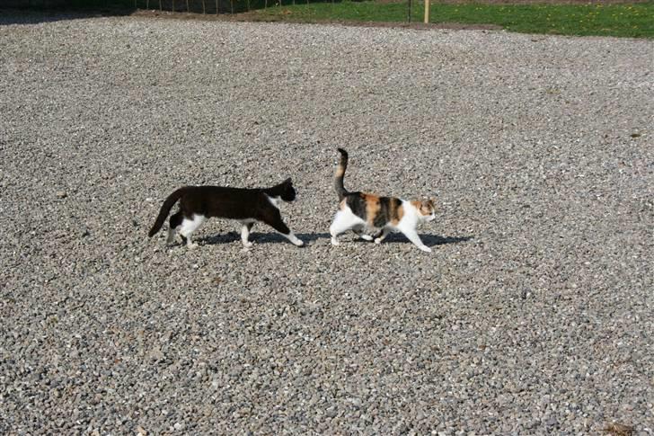 Blanding af racer Mischa - kaldes Mitte billede 9