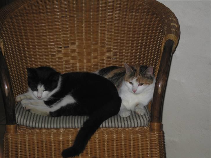 Blanding af racer Mischa - kaldes Mitte billede 10