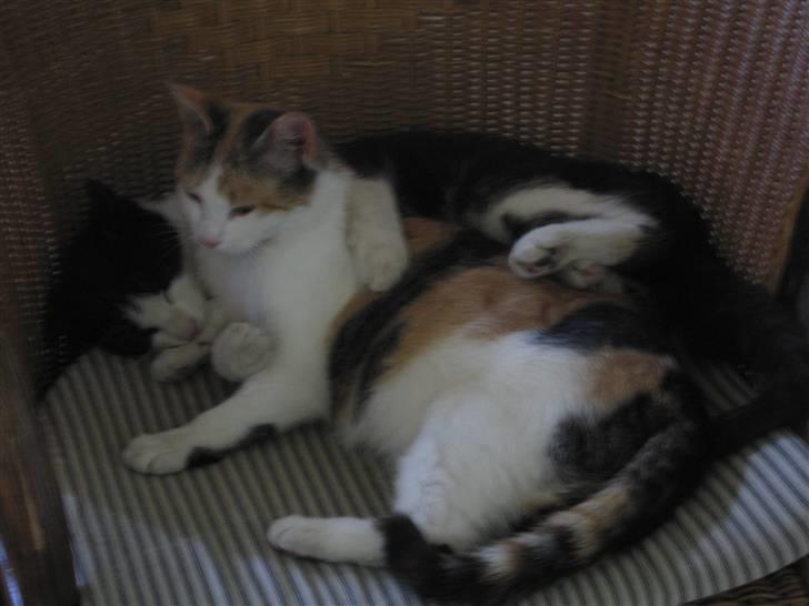 Blanding af racer Mischa - kaldes Mitte billede 11