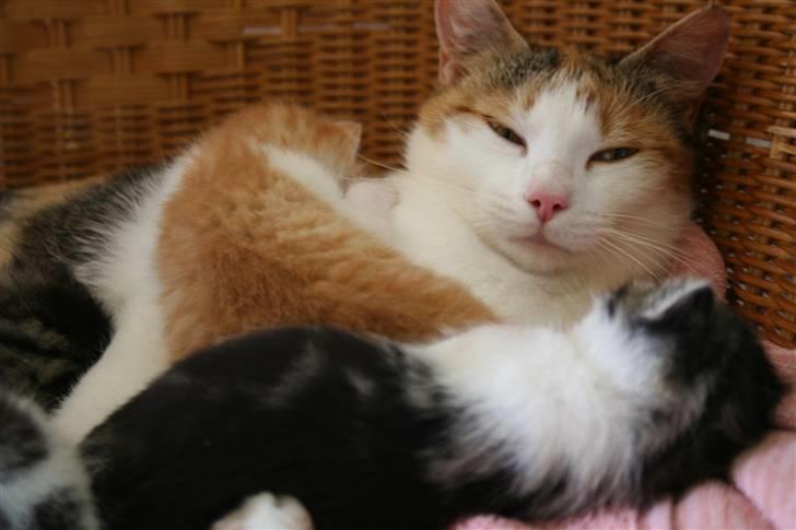 Blanding af racer Mischa - kaldes Mitte billede 12