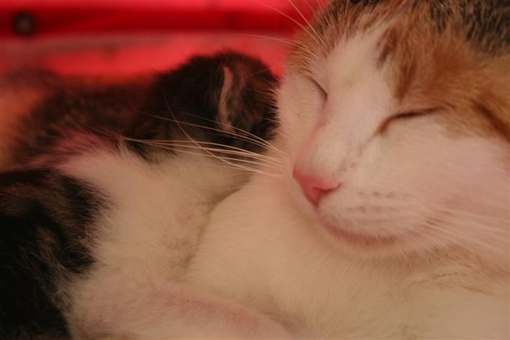 Blanding af racer Mischa - kaldes Mitte billede 13