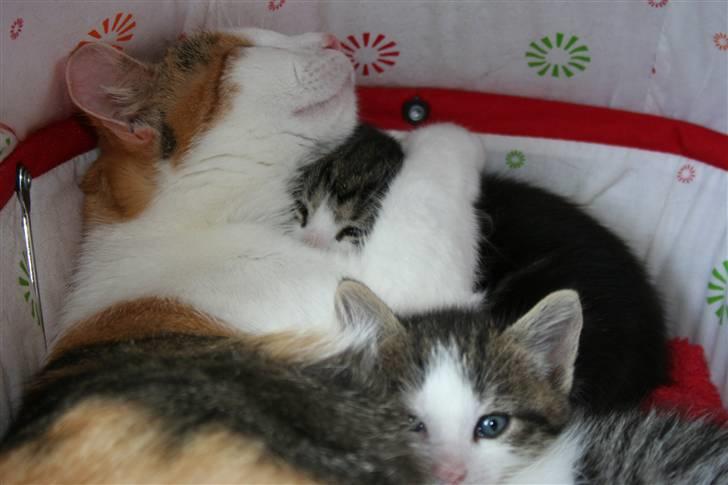 Blanding af racer Mischa - kaldes Mitte billede 14