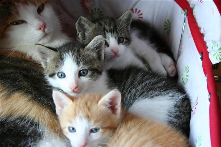 Blanding af racer Mischa - kaldes Mitte billede 15