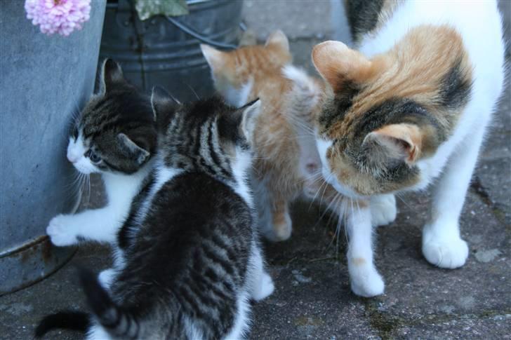 Blanding af racer Mischa - kaldes Mitte billede 16