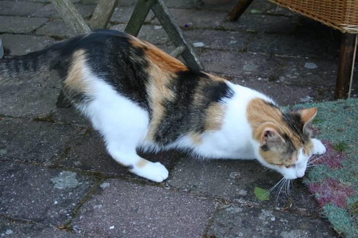 Blanding af racer Mischa - kaldes Mitte billede 17